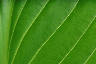 Arkaplan olarak yeşil yaprağın makro fotoğrafı, üst görünüm