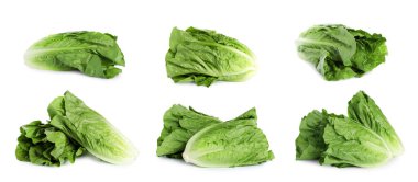 Taze romaine marul kafalar beyaz üzerinde izole, toplama