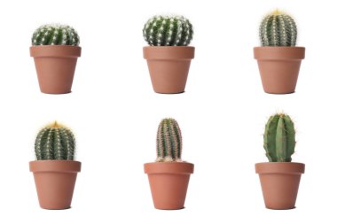 Terracotta tencerelerinde yeşil kaktüs. Beyaz tencerelerde izole edilmiş.