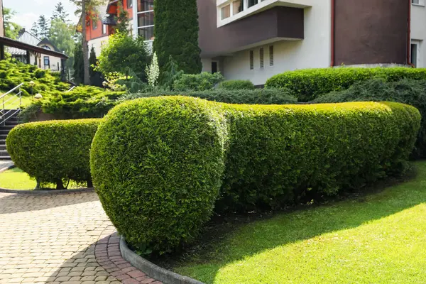 Açık havada güzel yeşil bir thuja çiti. Peyzaj tasarımı