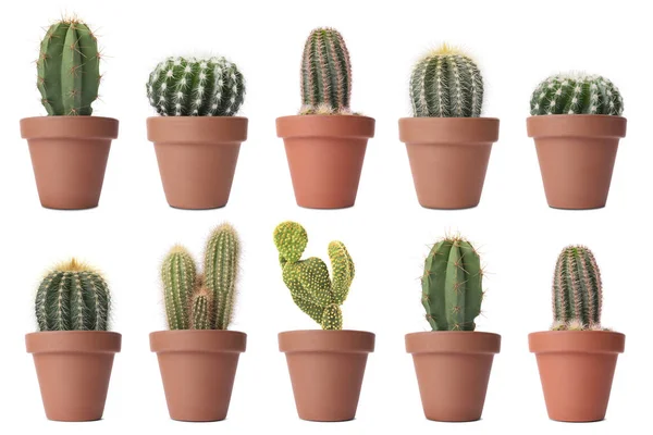 Terracotta tencerelerinde yeşil kaktüs. Beyaz tencerelerde izole edilmiş.