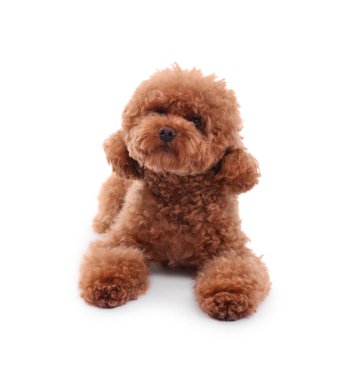 Beyaz arka planda sevimli bir Maltipoo köpeği. Sevimli hayvan
