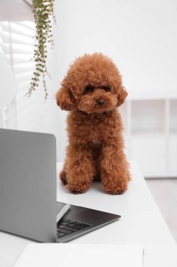 Evdeki dizüstü bilgisayarın yanındaki masada duran sevimli Maltipoo köpeği.