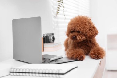Evdeki dizüstü bilgisayarın yanındaki masada duran sevimli Maltipoo köpeği.