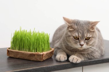 Beyaz duvarın yanındaki ahşap masada sevimli kedi ve taze yeşil çimen.