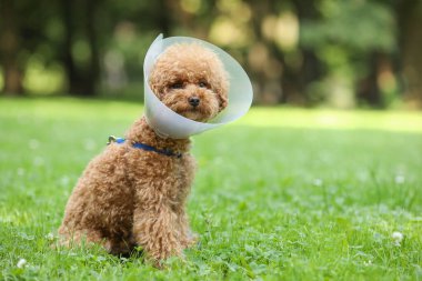 Cute Maltipoo dog with Elizabethan collar sitting on green grass outdoors, space for text clipart