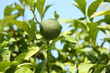 Açık havada ağaçta yetişen olgunlaşmamış yeşil mandalina, yazı için yer. Citrus meyvesi.