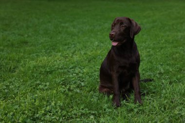 Parktaki yeşil çimlerde oturan sevimli Labrador Retriever köpeği, mesaj için yer var.