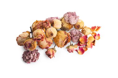 Güzel kuru gül çiçekleri beyaz, üst manzara izole