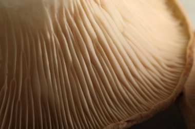 Masada taze istiridye mantarı, makro manzara.