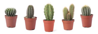 Beyaz tencerelerde yeşil kaktüsler, koleksiyon.