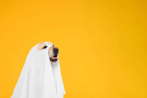 Cute Labrador Retriever Cão Vestindo Traje Fantasma Fundo Laranja Espaço — Fotografia de Stock