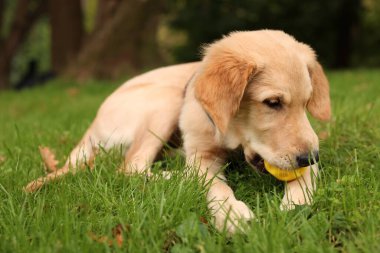 Tatlı Labrador Retriever köpeği parkta yeşil çimlerde topla oynuyor.