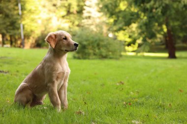 Parktaki yeşil çimlerde oturan şirin Labrador Retriever köpeği, mesaj için yer var.