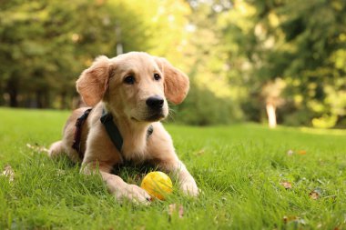 Şirin Labrador Retriever köpeği parkta yeşil çimlerde topla oynuyor, mesaj için yer var.