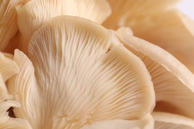 Arka plan olarak taze istiridye mantarlarının makro görüntüsü