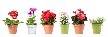 Farklı bitkilere sahip bir sürü saksı beyaz, toplayıcı