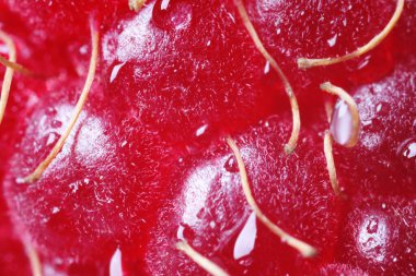 Arka planda su damlaları ve makro manzaralı olgun ahududu. Taze meyve.