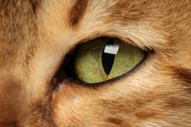 Güzel gözlü bir kedinin makro fotoğrafı. Sevimli hayvan.