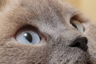 Güzel gözlü bir kedinin makro fotoğrafı. Sevimli hayvan.