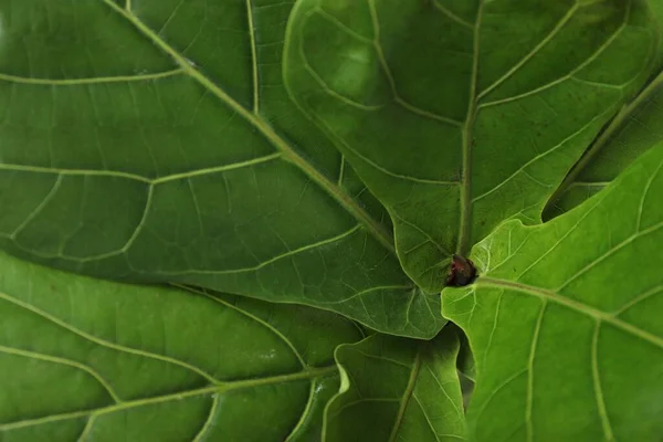 Fiddle Fig Ficus Lyrata Planta Con Hojas Verdes Como Fondo —  Fotos de Stock