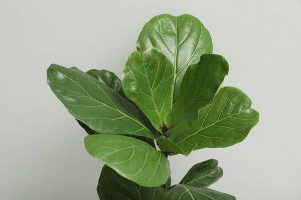 Fiddle Fig or Ficus Lyrata plant with green leaves on light grey background, closeup