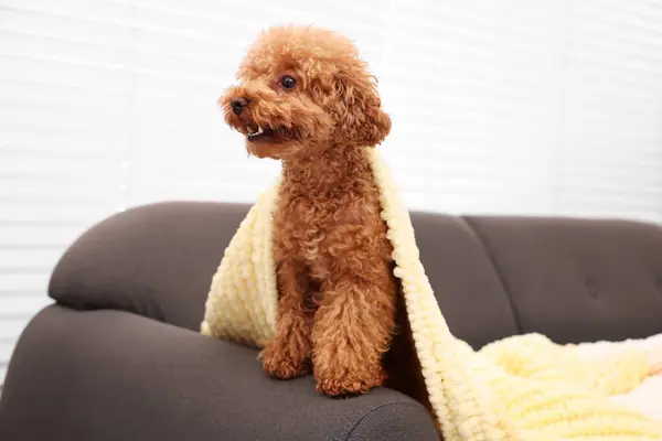 Cute Maltipoo dog covered with plaid on sofa indoors. Lovely pet