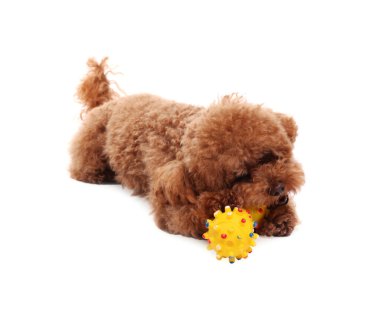 Beyaz arka planda oyuncakla oynayan sevimli Maltipoo köpeği. Sevimli hayvan