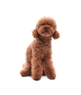Beyaz arka planda sevimli bir Maltipoo köpeği. Sevimli hayvan
