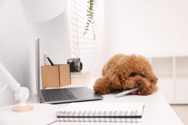 Şirin Maltipoo köpeği evdeki dizüstü bilgisayarın yanında kalem çiğniyor.