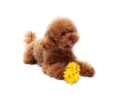 Beyaz arka planda oyuncakla oynayan sevimli Maltipoo köpeği. Sevimli hayvan