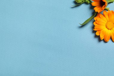 Açık mavi arkaplanda güzel, taze takvim çiçekleri, düz bir zemin. Metin için boşluk