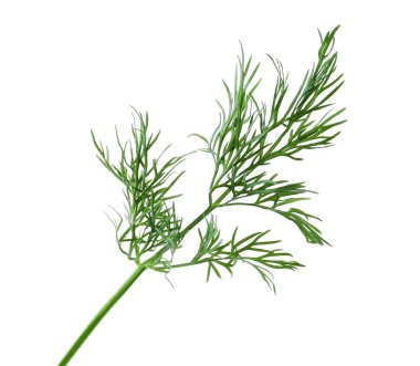 Bir filiz taze dereotu beyazda izole edilmiş.