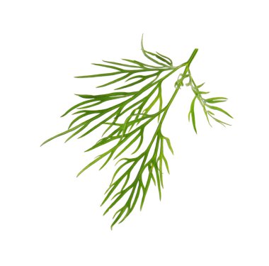 Taze dereotunun karışımı beyazda izole edilmiş.