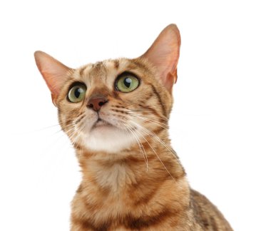 Beyaz arka planda sevimli Bengal kedisi. Sevimli hayvan.