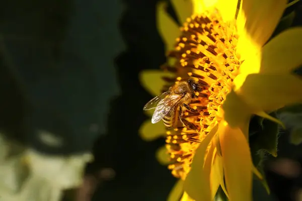 Včely Sbírající Nektar Slunečnice Venku Detailní Záběr Mezera Pro Text — Stock fotografie