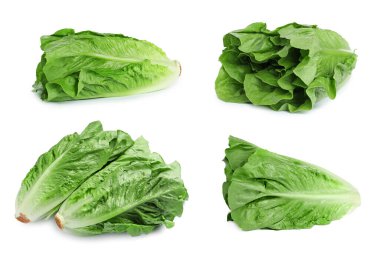 Taze romaine marul kafaları beyaz üzerine izole edilmiş.