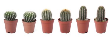 Beyaz tencerelerde yeşil kaktüsler, koleksiyon.