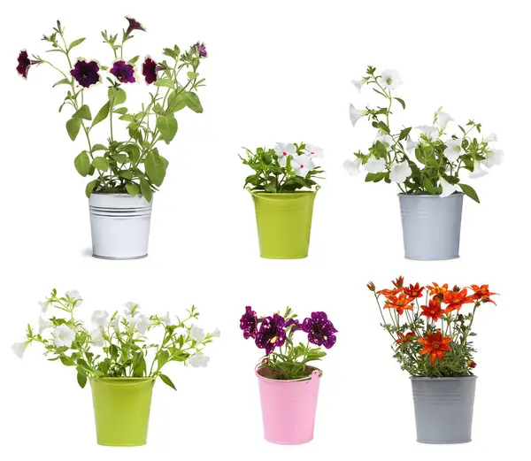 Sok Virágcserepek Különböző Növények Elszigetelt Fehér Gyűjtemény — Stock Fotó