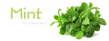 Beyaz arkaplanda taze nane yaprakları, metin için boşluk. Pankart tasarımı