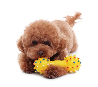 Beyaz arka planda oyuncakla oynayan sevimli Maltipoo köpeği. Sevimli hayvan