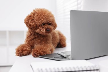 Evdeki dizüstü bilgisayarın yanındaki masada duran sevimli Maltipoo köpeği.