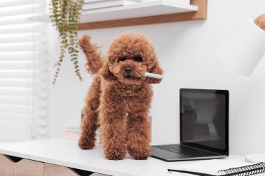 Şirin Maltipoo köpeği evdeki dizüstü bilgisayarın yanında kalem çiğniyor.