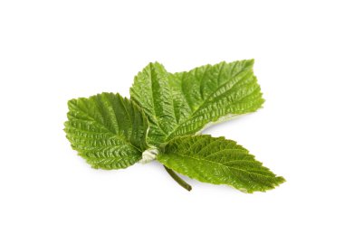 Taze yeşil böğürtlen yaprakları beyaz üzerine izole