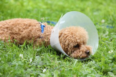 Elizabeth dönemi yakalı sevimli Maltipoo köpeği dışarıda yeşil çimlerin üzerinde yatıyor.