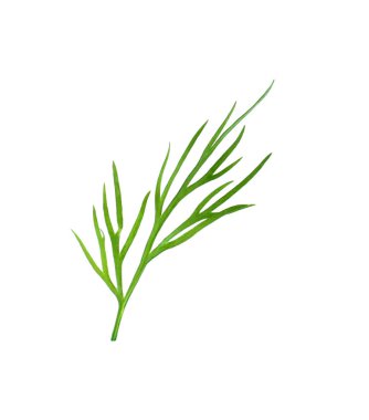 Taze dereotunun karışımı beyazda izole edilmiş.