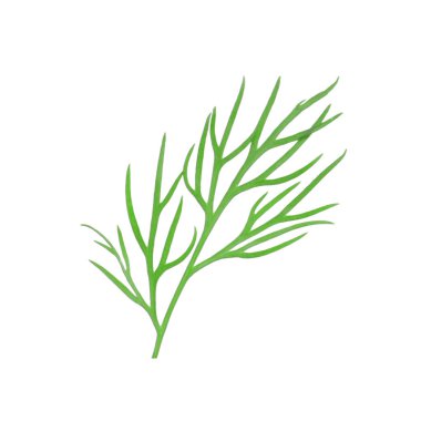 Taze dereotunun karışımı beyazda izole edilmiş.