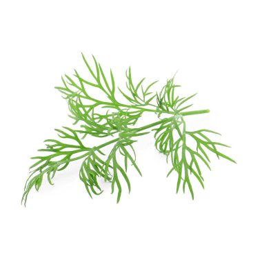 Taze dereotunun karışımı beyazda izole edilmiş.