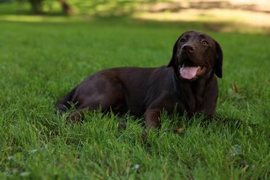 Parktaki yeşil çimlerde uzanan sevimli Labrador Retriever köpeği.
