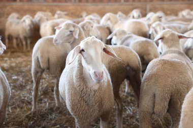 Çiftlikte bir sürü koyun var. Sevimli hayvanlar.